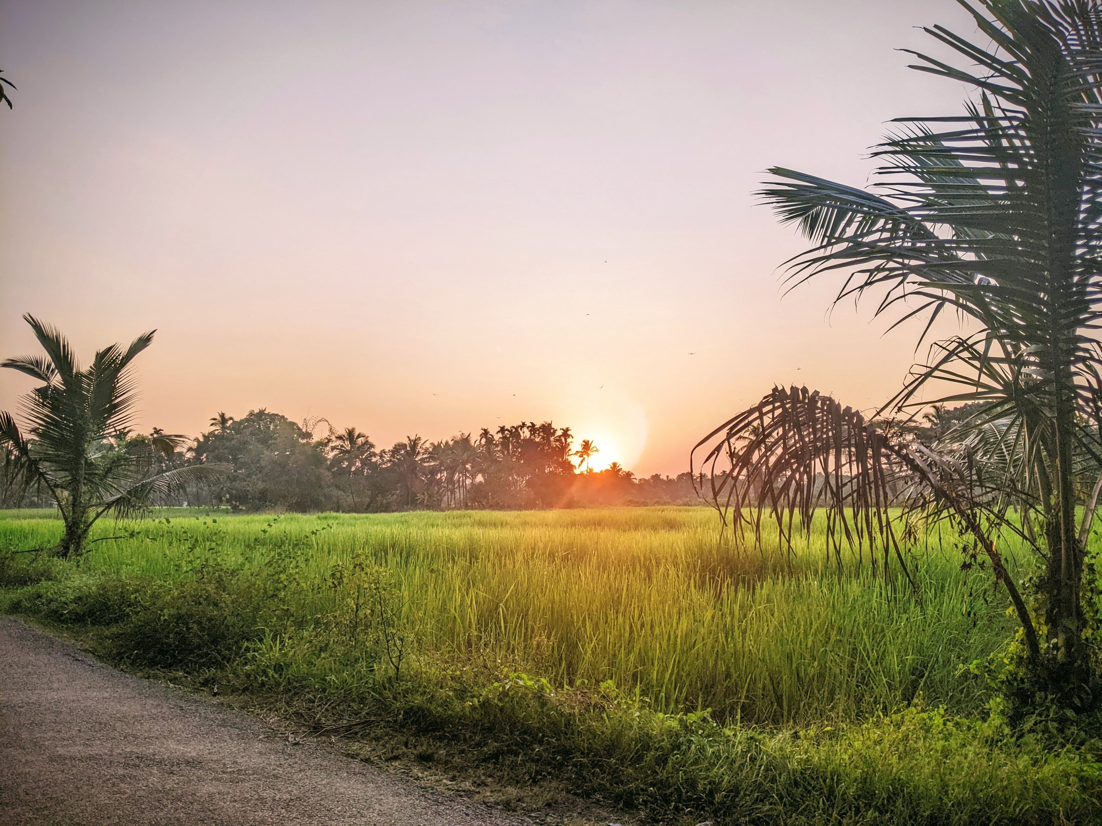 Golden sunset over lush green paddy fields framed by coconut palms
